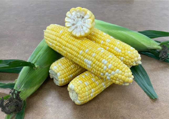 GV7433 Sweet Corn